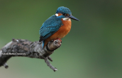 Kingfisher (Alcedo atthis) at Kifisos river (Attica)