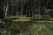Lake with waterlillies