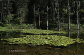 Lake with waterlillies