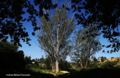 Black Poplar (Populus nigra)