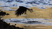 Sparrowhawk (Accipiter nisus) takes a bath at Kifisos river