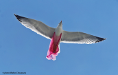 A sad picture of a Yellow-legged gull (Larus cachinnans) tangled up in a plastic bag