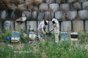 Beekeepers at Kifisos river