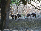 Wild boars (Sus scrofa) at Kifisos river