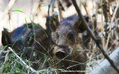 Wild boar (Sus scrofa) at Kifisos river