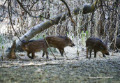 Wild boars (Sus scrofa) at Kifisos river