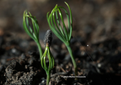 The seeds od the pine trees grow on the burned areas of Attica