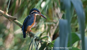 Kingfisher (Alcedo atthis) at Kifisos river (Attica)