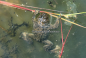 Yellow-bellied toad (Bombina variegata) at one of the little alpine lakes at Oeta mountain