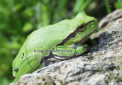 European tree frog (Hyla arborea)