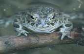 Green toad (Bufo viridis) at Parnitha mountain