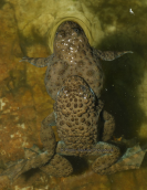Yellow-bellied toads (Bombina variegata) at Olympus mountain