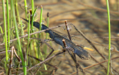 Male alpine Newt (Ichthyosaura alpestris) at drakolimni at Timphi mountain