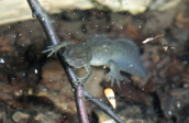 Triturus macedonicus at Arenon lake at Gramos mountain
