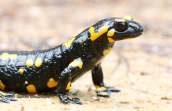Fire salamander (Salamandra salamandra)