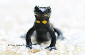 Fire salamander (Salamandra salamandra)