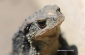 Common toad (Bufo bufo)