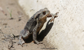 Common toad (Bufo bufo)