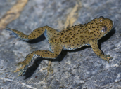 Yellow-bellied toad (Bombina variegata)