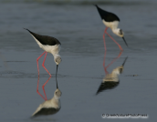 Black-winged stilt