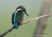 Kingfisher