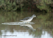 Marsh sandpiper