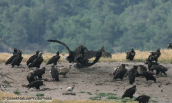 Black vultures at Dadia forest
