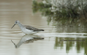 Marsh sandpiper at Oropos lagoon