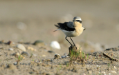 Wheatear (Oenanthe oenanthe) atOropos