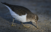 Common sandpiper (Actitis hypoleucos) at Oropos lagoon