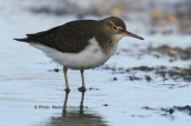 Common sandpiper (Actitis hypoleucos) at Oropos lagoon