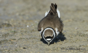 Little ringed plover (Charadrius dubius) at Oropos lagoon