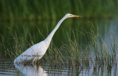 Αργυροτσικνιας ( Egretta alba) at Evros delta