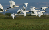 Spoonbills (Platalea leucorodia) at Evros delta