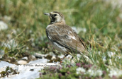 Horned lark (Eremophila alpestris) at Olympus mountain