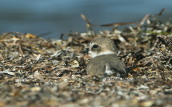Kentish plover (Charadrius alexandrinus) at Oropos lagoon