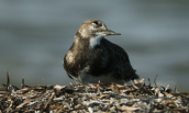 Turnstone (Arenaria interpres) at Oropos lagoon