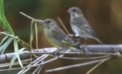 Greenfinches (Carduelis chloris) at Tritsis park (Athens)