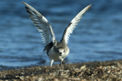 Grey plover (Pluvialis squatarola) at Oropos lagoon