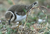 Little ringed plover (Charadrius dubius) at Oropos lagoon