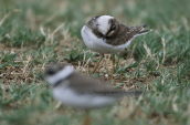 Little ringed plover (Charadrius dubius) at Oropos lagoon