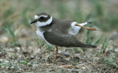 Ringed plover (Charadrius hiaticula) at Oropos lagoon