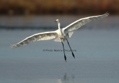 Great white egret (Egretta alba) at Oropos lagoon
