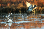 Teal (Anas crecca) at Oropos lagoon