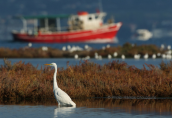 Great white egret (Egretta alba) at Oropos lagoon