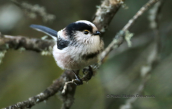 Long-tailed tit (Aegithalos caudatus) at Parnitha mountain