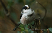 Long-tailed tit (Aegithalos caudatus) at Parnitha mountain