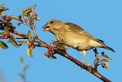 Greenfinch (Carduelis chloris) at Tritsis park (Athens)