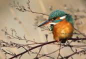 Kingfisher (Alcedo atthis) at Tritsis park (Athens