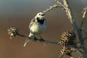 White wagtail (motacilla alba) at Aliakmonas river